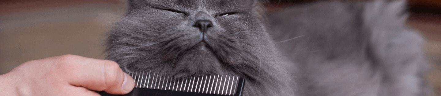 Healthy Cat Skin and Coat