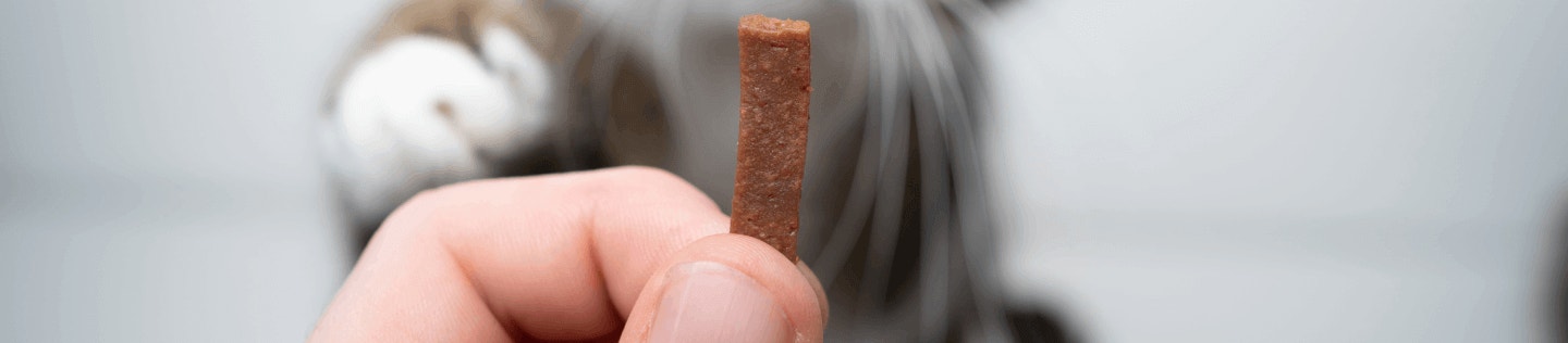 cat article detail banner