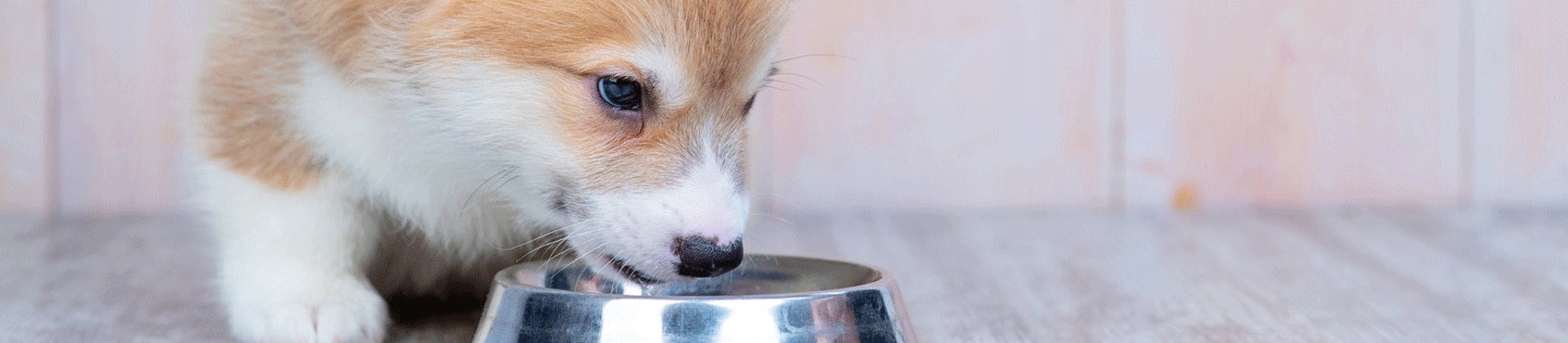 Nutrition for Medium-Breed Puppies