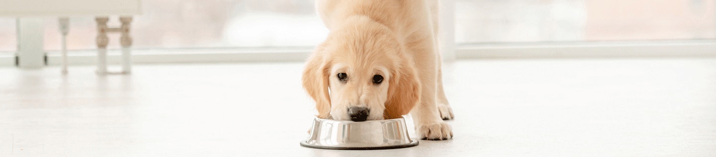 How to Transition Your Puppy to Adult Food