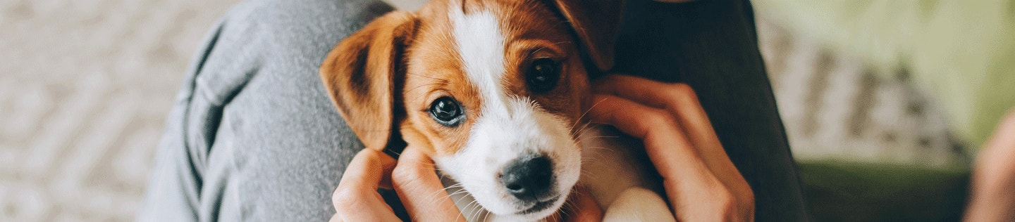 How to Track Your Puppy's Health in the First Year