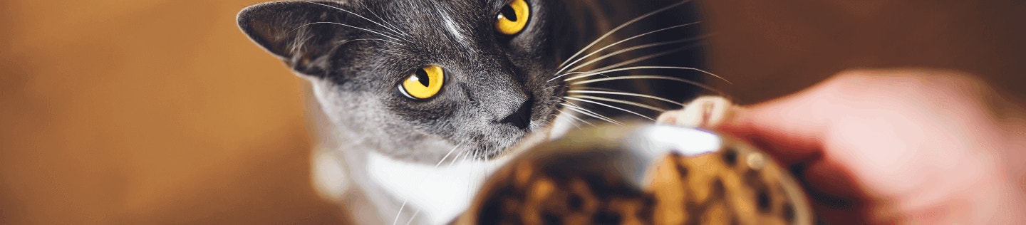 cat article detail banner