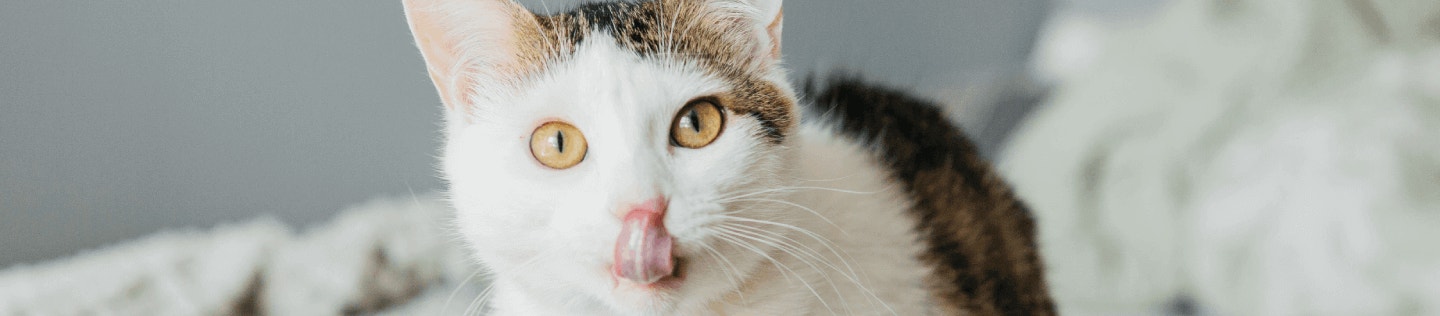 Why Ethoxyquin Is Important for Your Cat’s Health