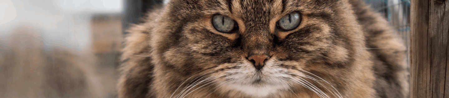 cat article detail banner