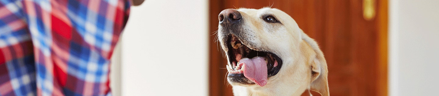 Tips for Feeding Your Adult Dog