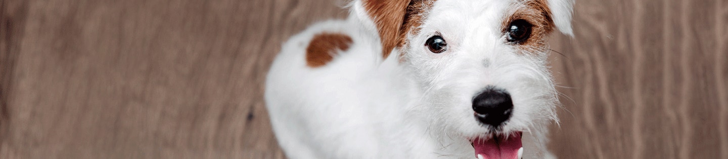 How Diet Helps Your Dog’s Teeth