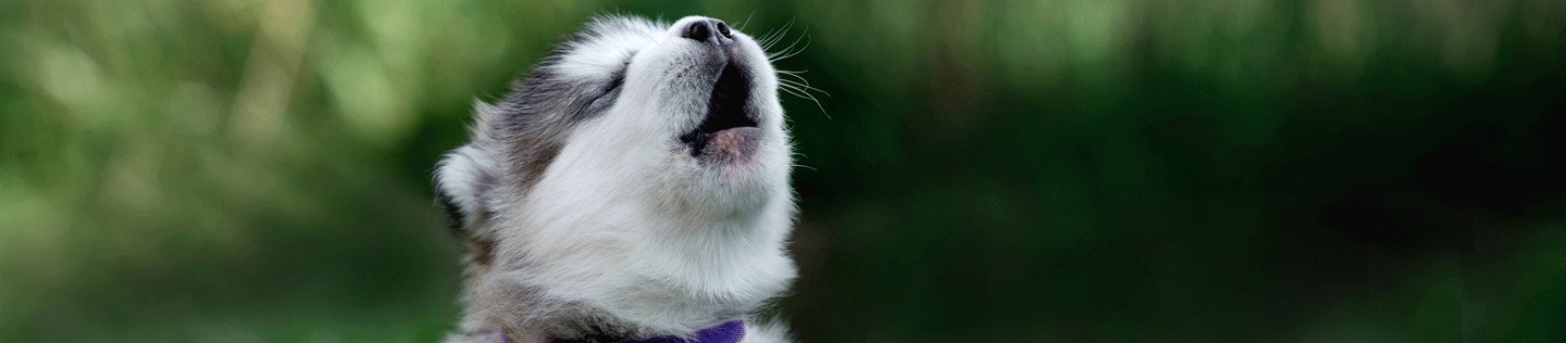 Why Do Dogs Howl?