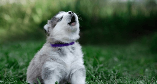 Why Do Dogs Howl?