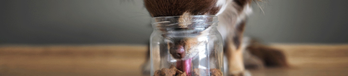 Is Your Dog a Finicky Eater?