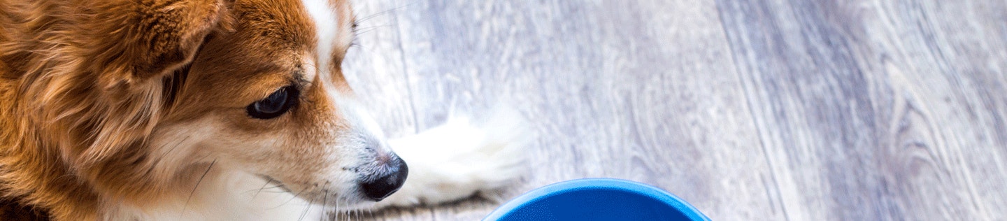 Special Nutritional Needs of Senior Pets