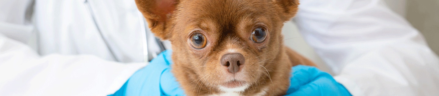 Puppy Basics: Spaying and Neutering