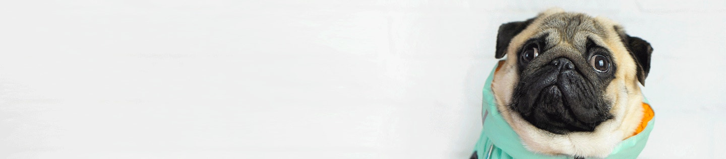 Why Is My Dog Shaking?