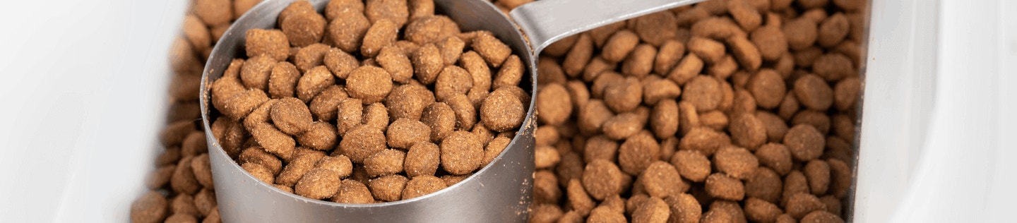 cat article detail banner