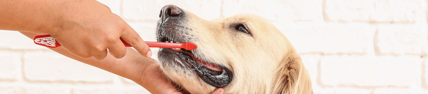 How Oral Health Affects Your Dog’s Overall Health
