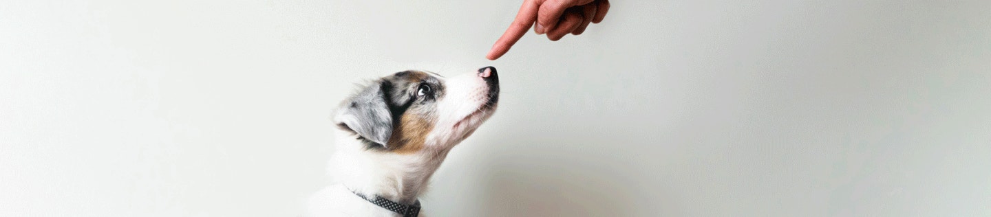 How to house train a puppy