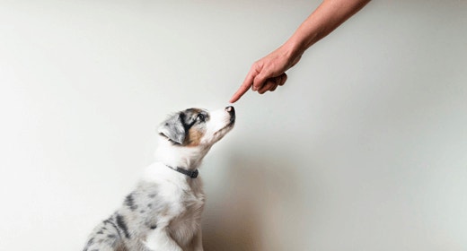 How to house train a puppy