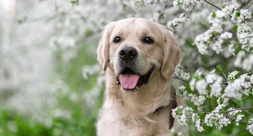 Making the Most of Your Dog’s Mature Years