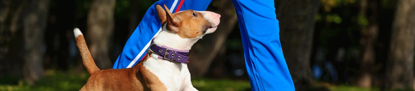 How Much Exercise Does My Dog Need?