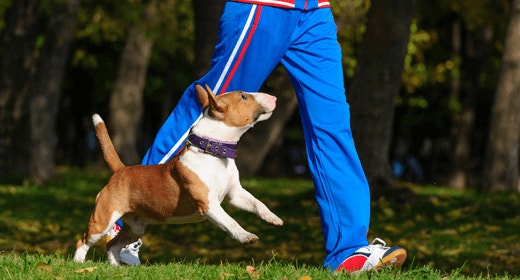 How Much Exercise Does My Dog Need?