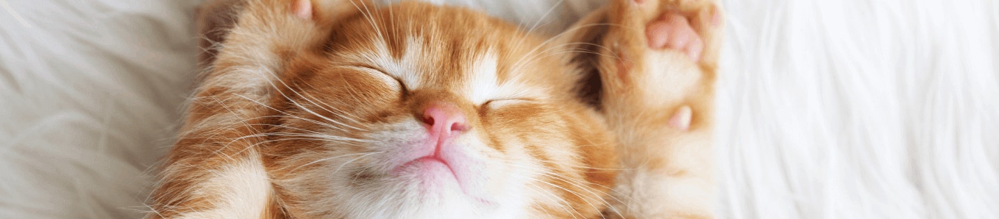 How to Create an Enriching Environment for Your Kitten