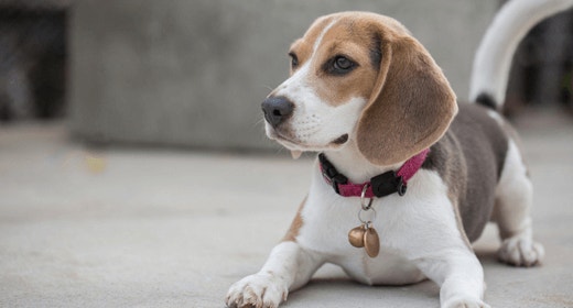 Reading Your Dog's Body Language