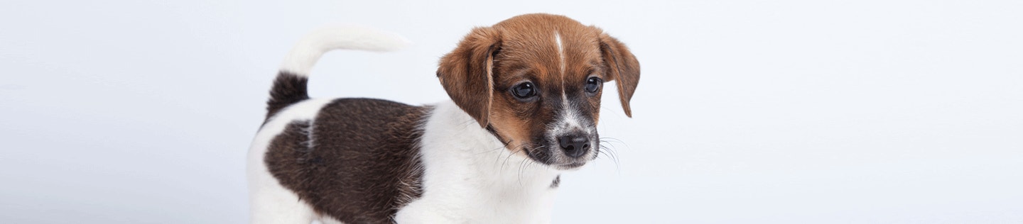 How to Visually Assess Your Dog’s Body Condition