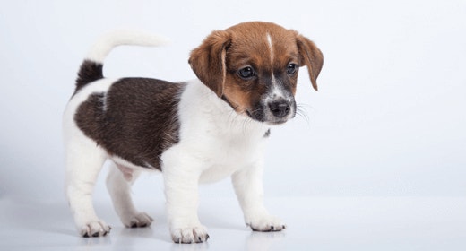 How to Visually Assess Your Dog’s Body Condition