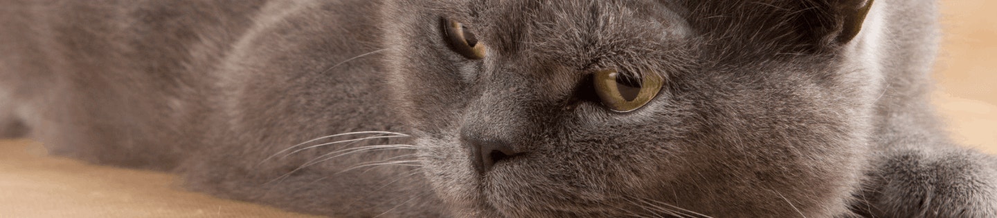 Is Your Cat a Finicky Eater?