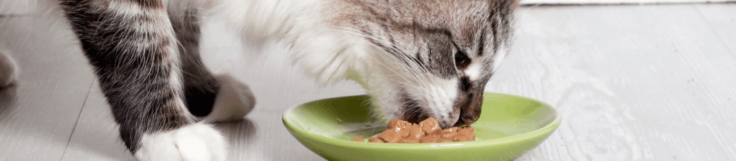 Why adding chicken to your cat’s diet is essential for their health