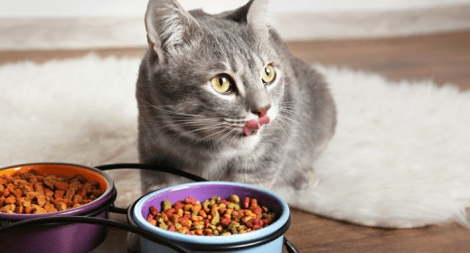 cat article detail banner mobile