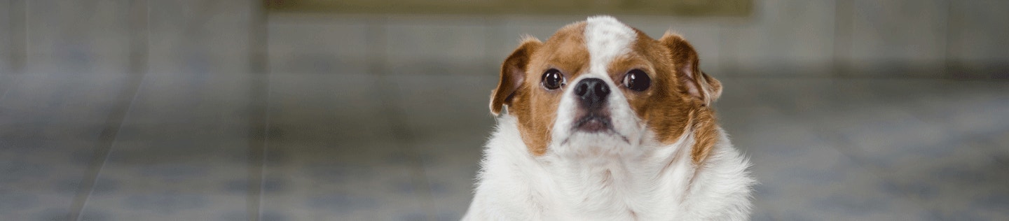 A Comprehensive Guide to Canine Weight Loss