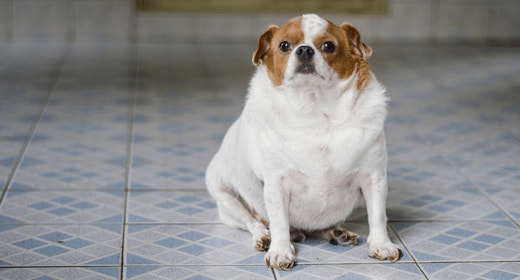 A Comprehensive Guide to Canine Weight Loss