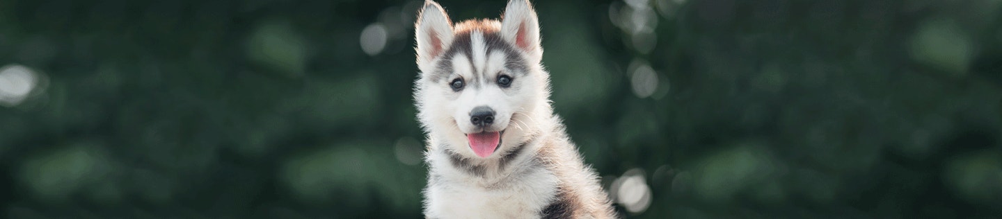 How to take care of a puppy