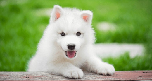 Puppy Basics: Health Care Essentials