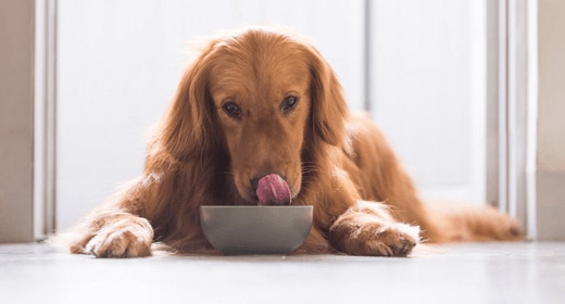 The Science Behind Mature Dog Foods