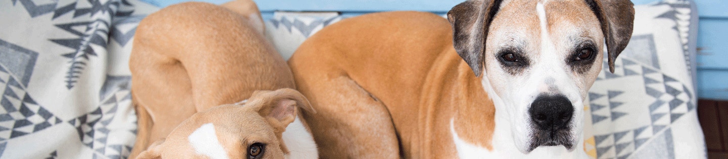 Medium Breed Mature or Senior Dog’s Nutritional Needs