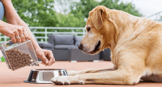 How to Decipher Dog-Food Labels: Calorie and Fat Terms