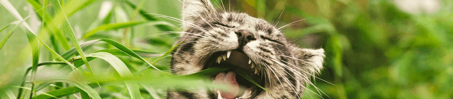 How Nutrition Can Help Manage Your Cat’s Hairballs