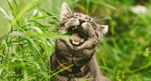 How Nutrition Can Help Manage Your Cat’s Hairballs