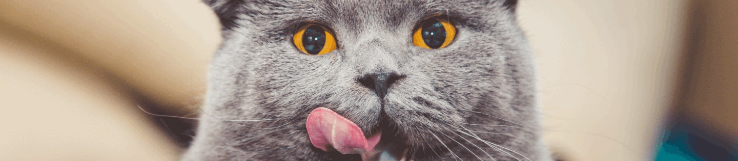 cat-article-detail-banner