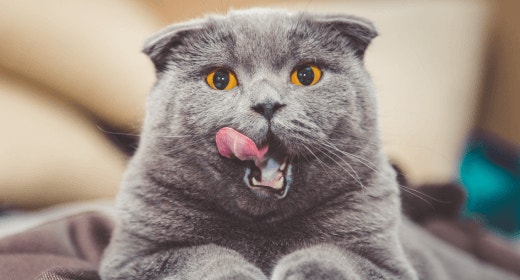 cat-article-detail-banner-mob