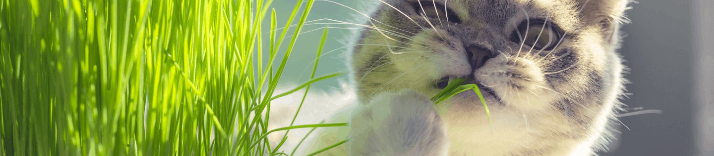 Why Fiber Is Important for Your Cat’s Nutrition