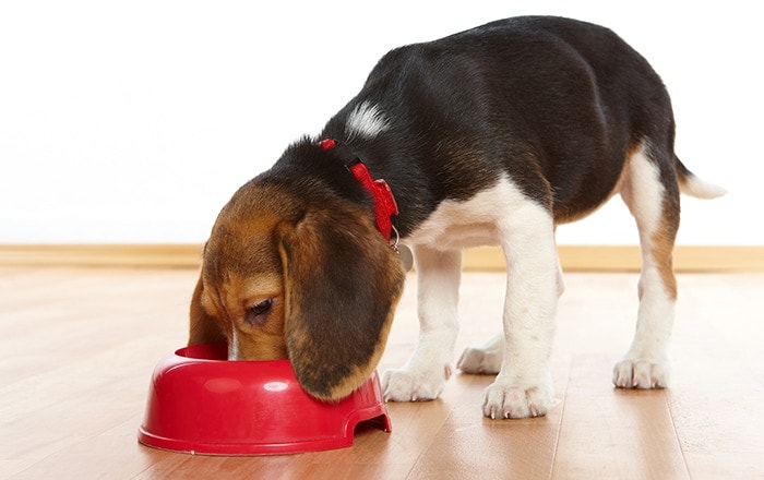 beagle-puppy-eating-article-inset