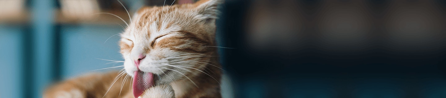 Causes of Cat Vomit And Treatment