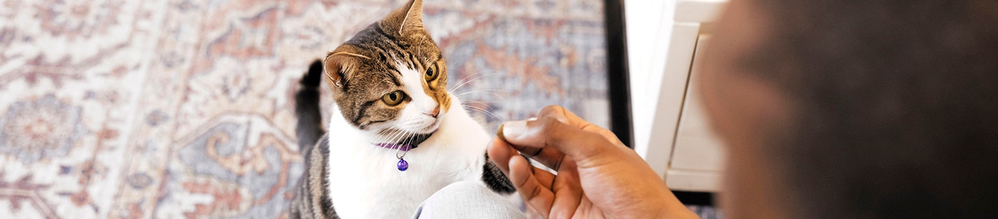 A Comprehensive Kitten Litter Training Guide