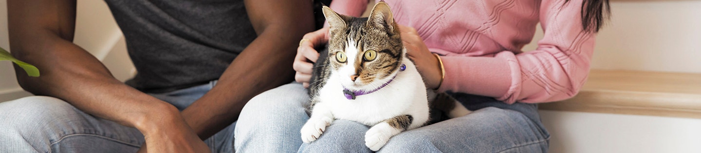 Everything You Need to Know About Bringing a New Kitten Home