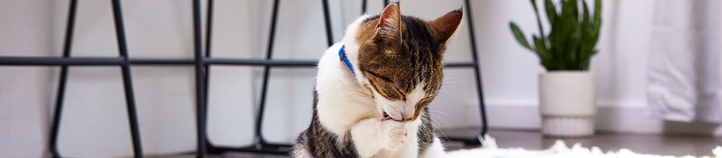 How to Cut a Cat's Nails: A Comprehensive Guide to Understand and Manage Cat Clawing