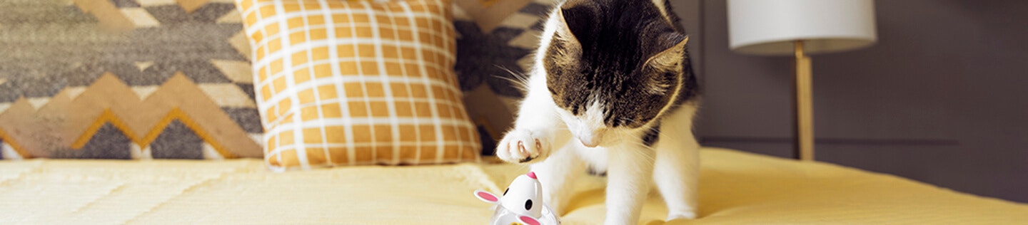 kitten constipation image