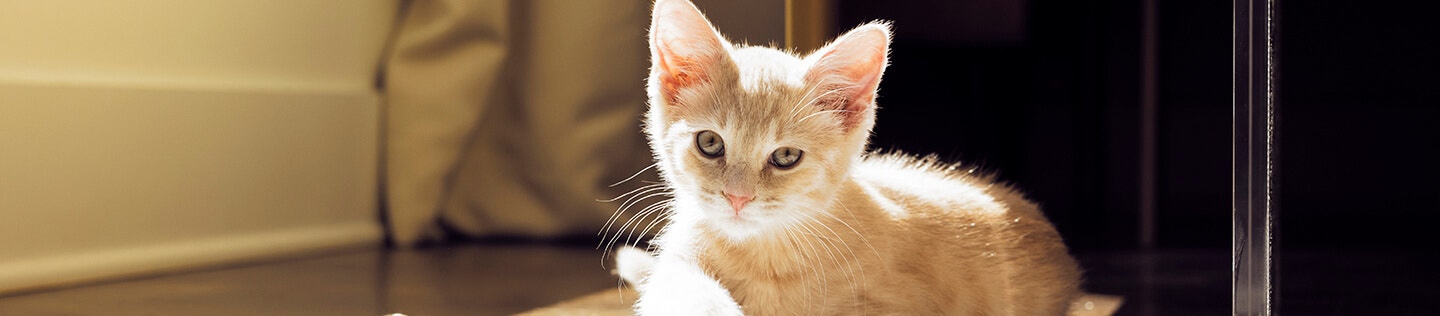 All About Kitten Fleas