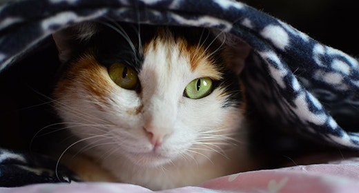 Corn-Ingredients-and-Their-Use-in-Our-Cat-Foods-mobil